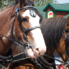 Elaborate golden bridles on two horses, one brown and white, the other black