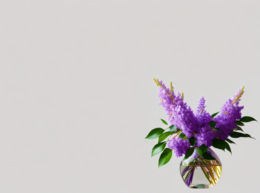 Purple lilacs bouquet in glass vase on light background