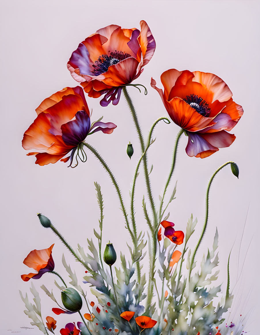 Vibrant orange poppies with dark centers on slender stems against pale background