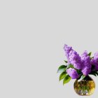 Purple lilacs bouquet in glass vase on light background