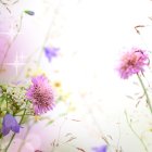 Pink Flowers and Butterflies in Green Foliage Setting