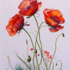 Vibrant orange poppies with dark centers on slender stems against pale background