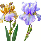 Detailed Botanical Illustrations of Colorful Iris Flowers in Yellow and Purple