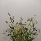 Soft Focus Wildflowers: Purple, Yellow, and White Blooms on Light-Dappled Background