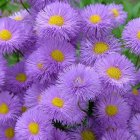 Purple Daisy-Like Flowers with Yellow Centers on Green Foliage