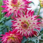 Detailed Pink Flower Blooming Above Blue Water Surface