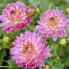 Vibrant Pink-Purple Peonies with Yellow Centers and Green Leaves