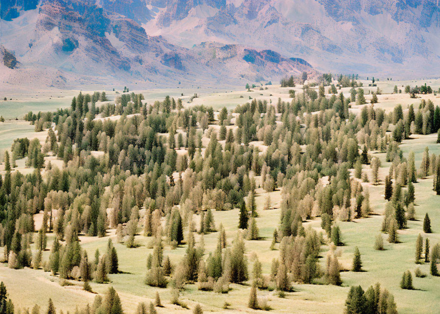 Scenic meadow with coniferous trees and mountains