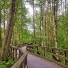 Colorful birch forest painting with wooden bridge, purple flowers, and sun rays.