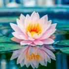 Pink and White Lotus Flower Blooming Above Water with Lily Pads and Reflection