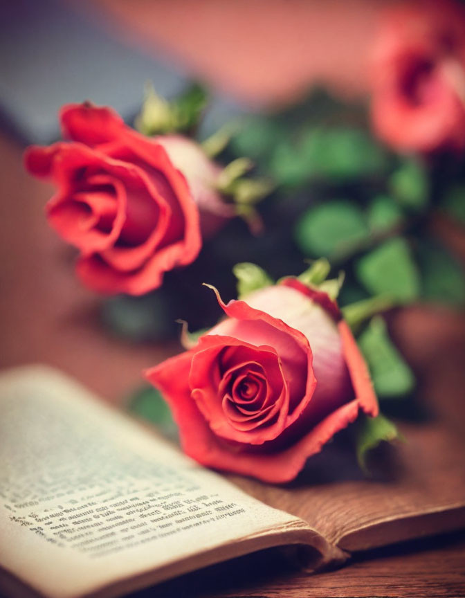 Vibrant red roses on aged book with blurred text.