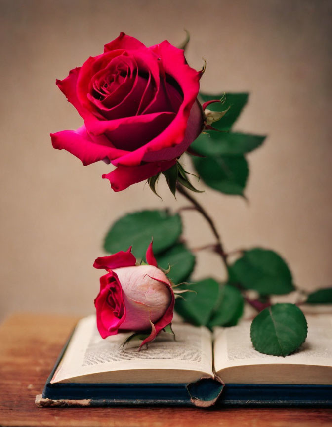 Red rose and pink bud on open book with blurred background