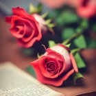 Vibrant red roses on aged book with blurred text.