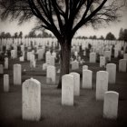 Black and white photo of cemetery with tombstones under bare tree