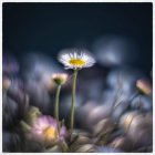 Vibrant Purple and White Flowers with Blue Butterfly on Dark Background