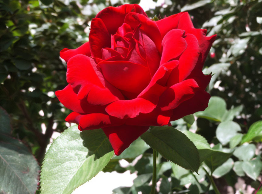 an enchanting red rose 
