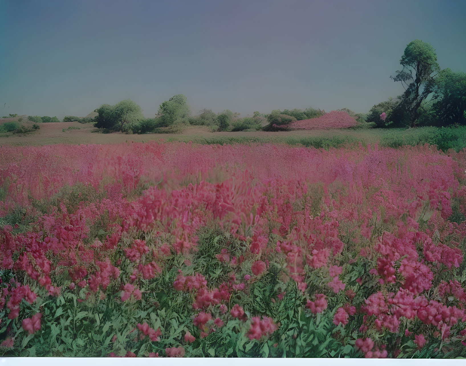 Lush Pink Flower Field with Trees and Blue Sky