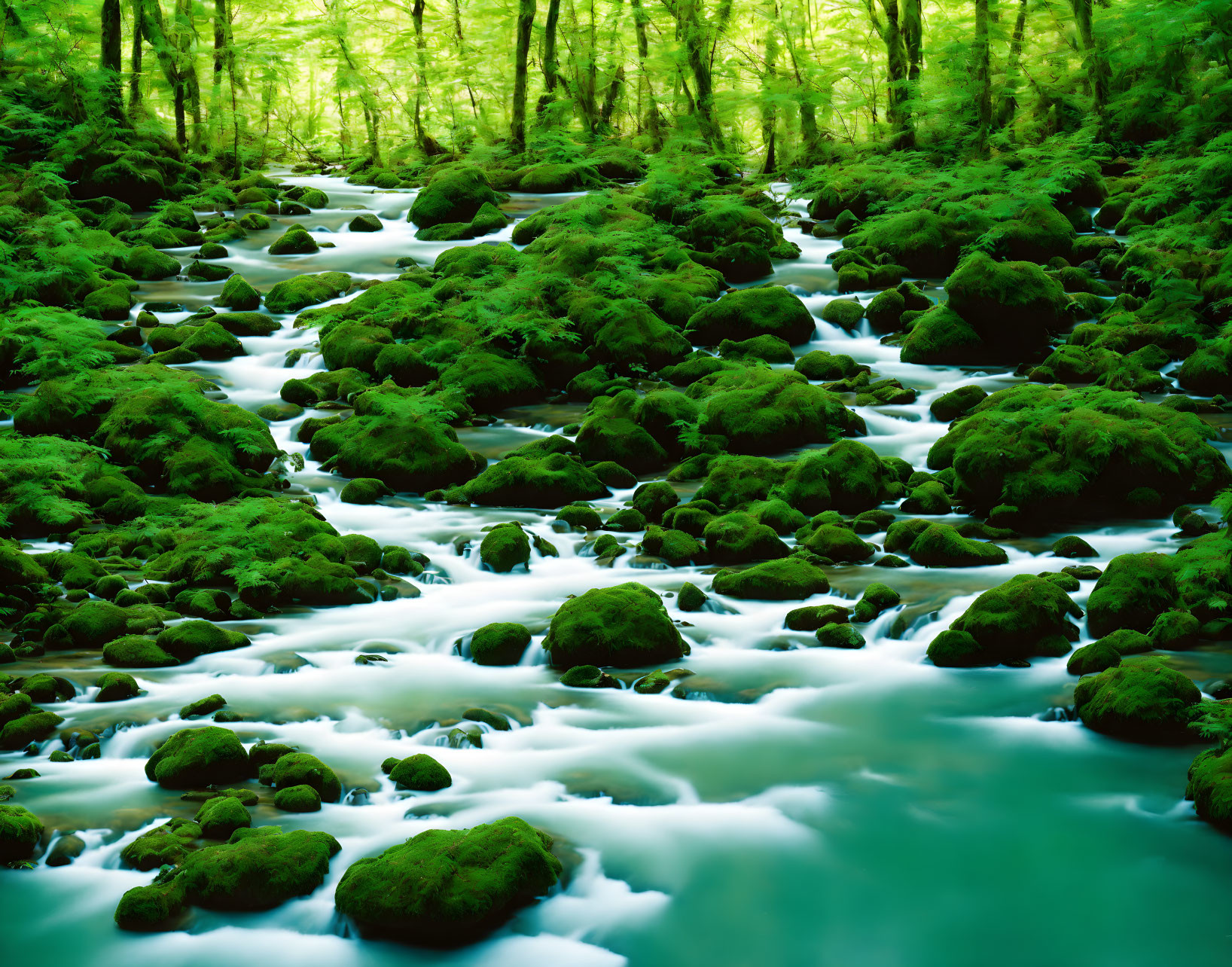 Tranquil forest stream with moss-covered rocks and lush canopy