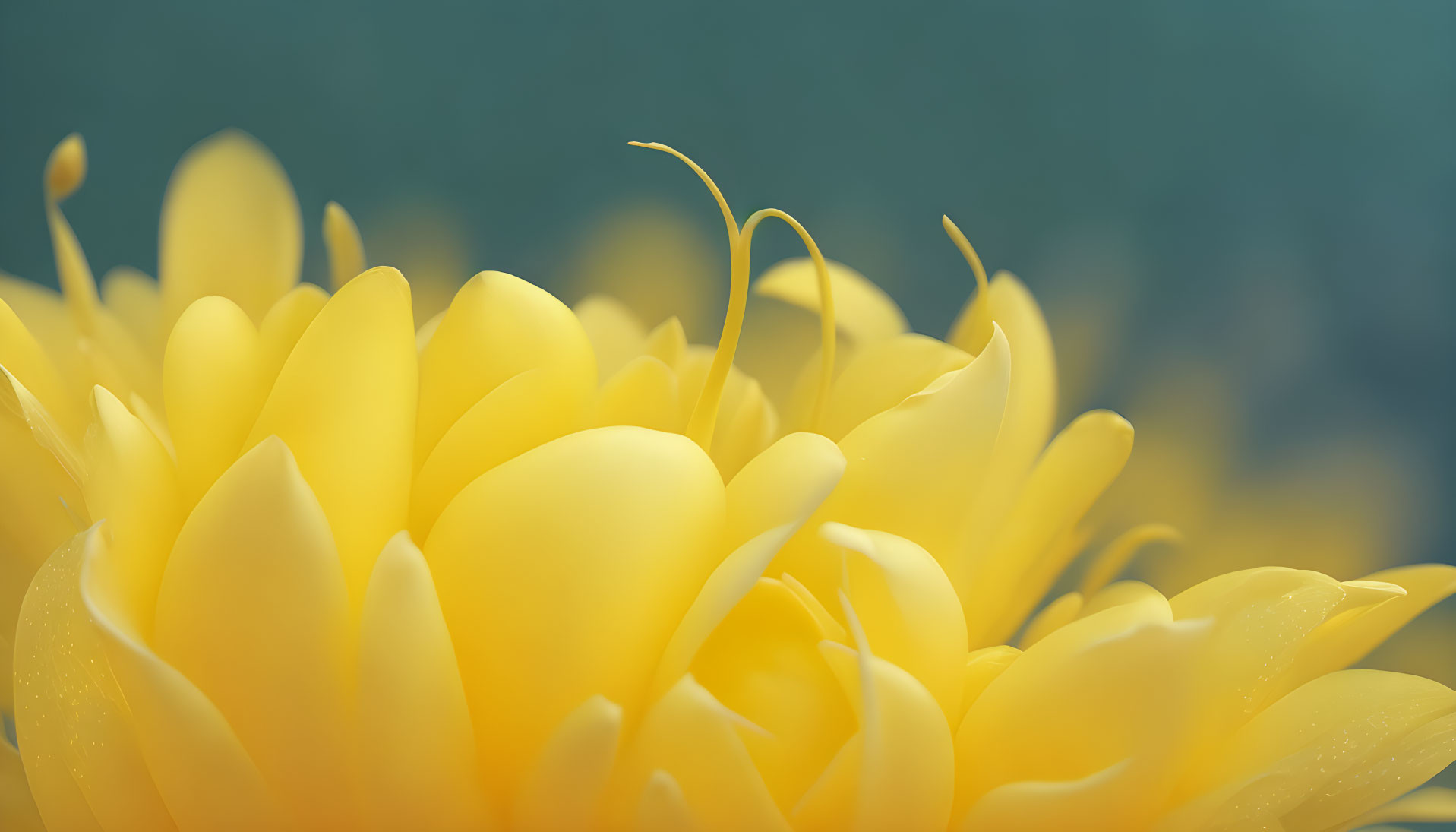 Detailed view of vibrant yellow flower petals with soft focus background capturing delicate texture and curves.