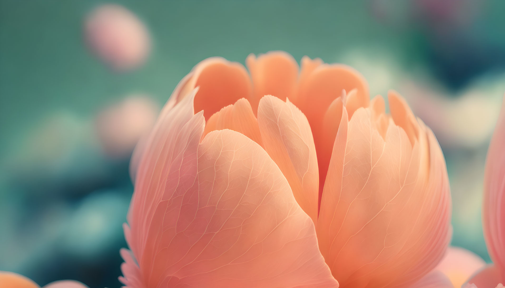 Delicate peach-colored flower with soft focus on petals and blurred green background