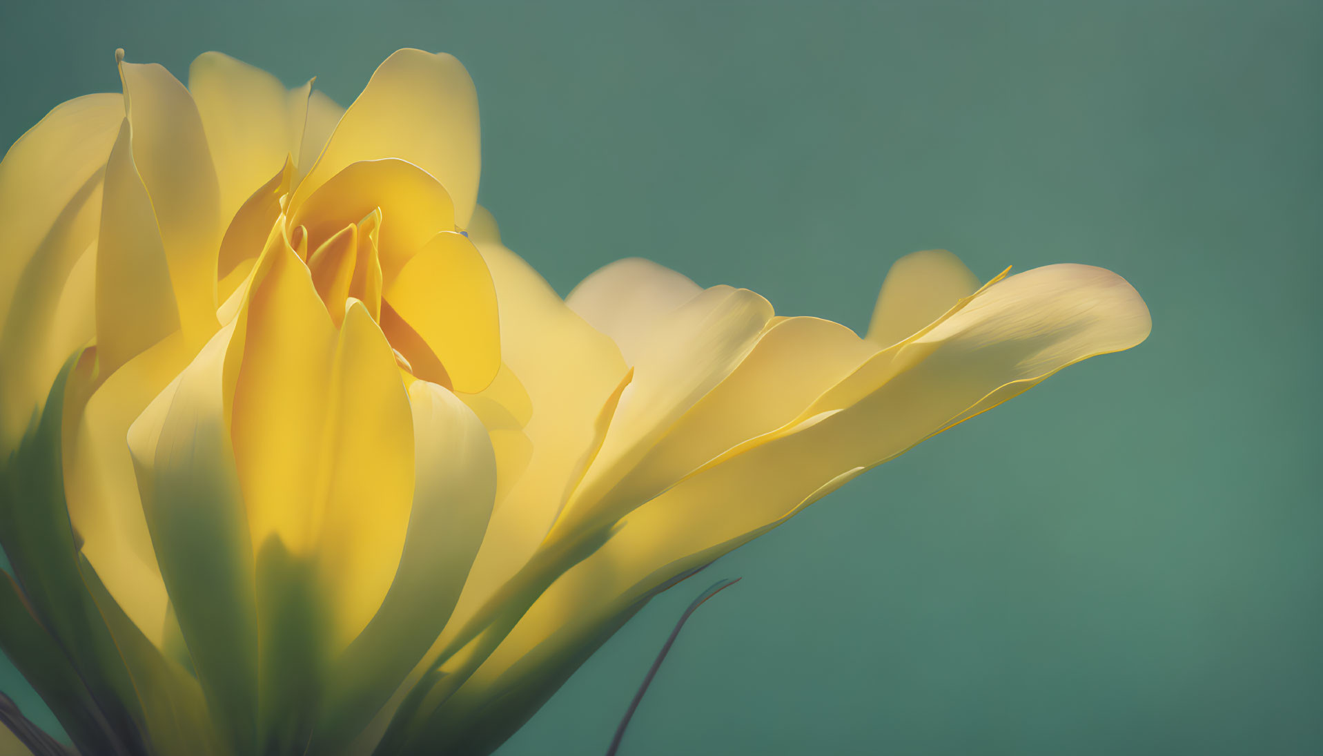 Soft Yellow Tulip Close-Up on Tranquil Green Background