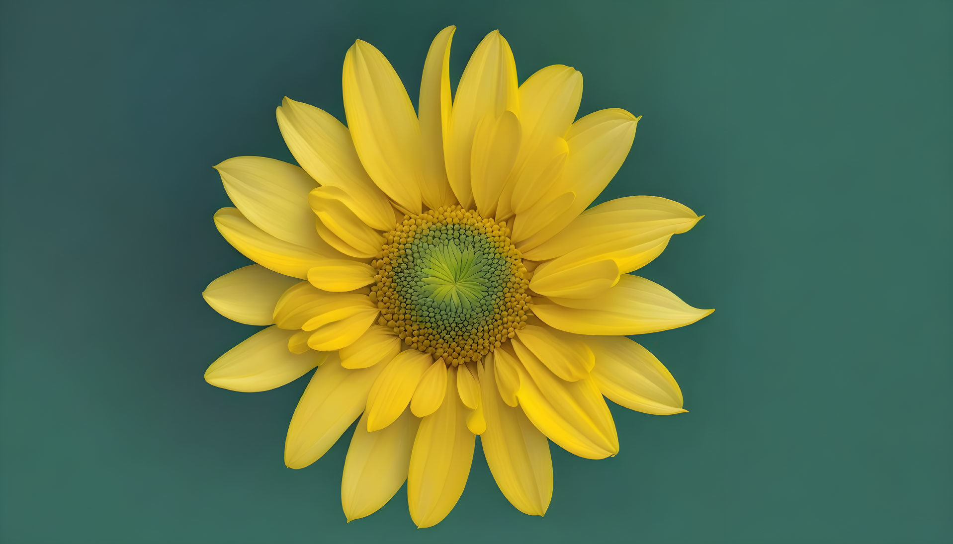 Bright yellow sunflower on teal background