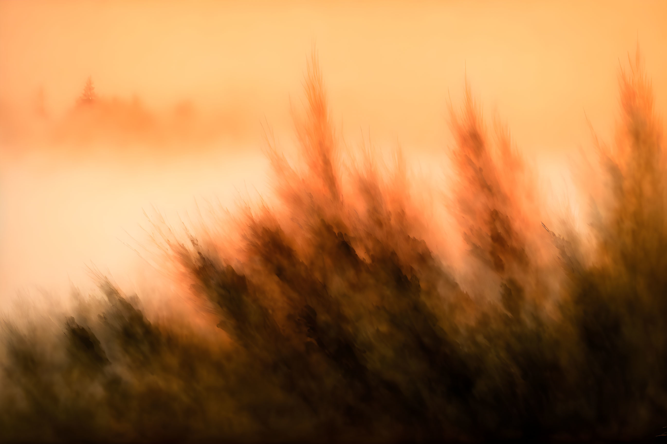 Blurred sunset silhouettes of tall grass in warm tones