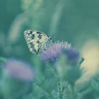 Yellow and Black Butterflies with Watercolor Splashes on Blurred Blue and Green Background