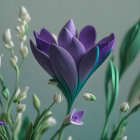 Purple and White Flowers with Prominent Veins on Soft Green Background