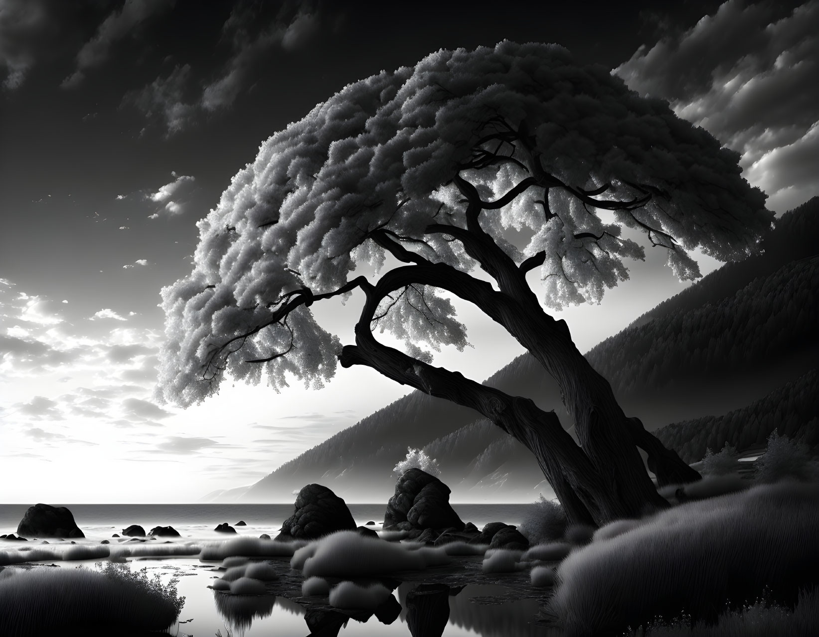 Monochrome landscape: solitary tree with sprawling canopy by shore