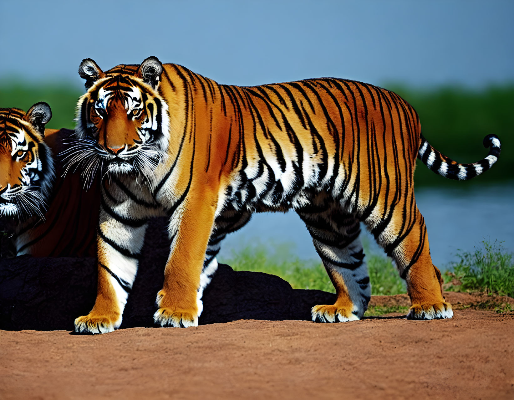 Striking orange and black tigers on grassy terrain near water and greenery