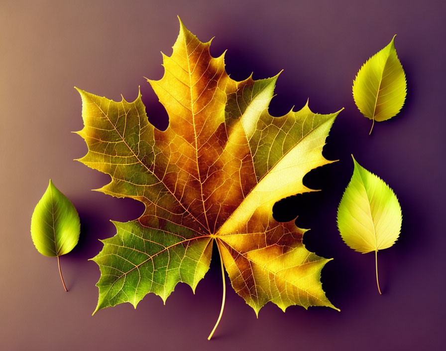 Colorful Summer to Autumn Leaf Transition on Purple Background