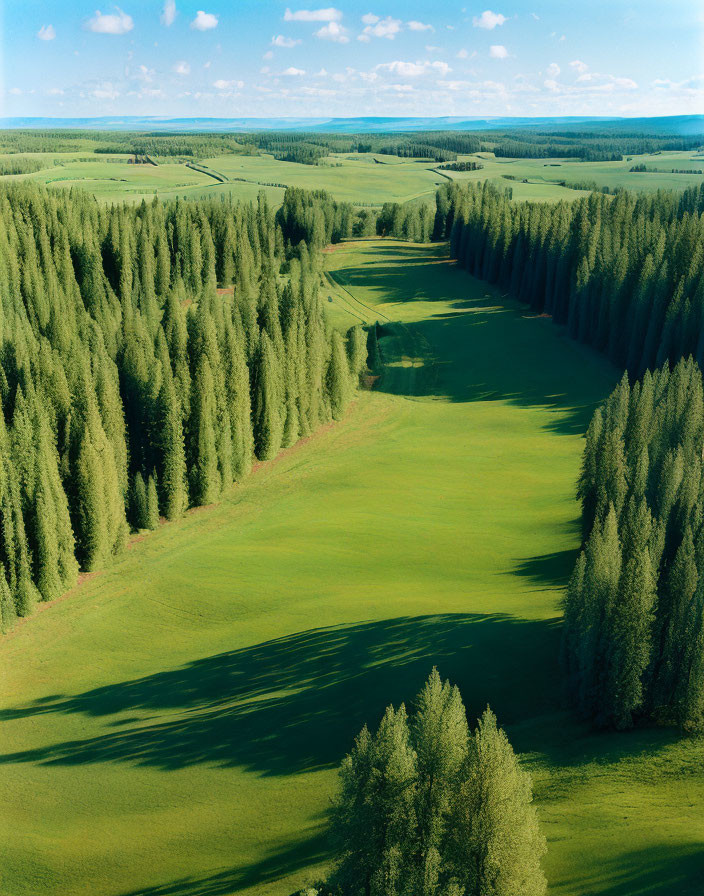 Lush Green Clearing Surrounded by Pine Forests and Blue Sky