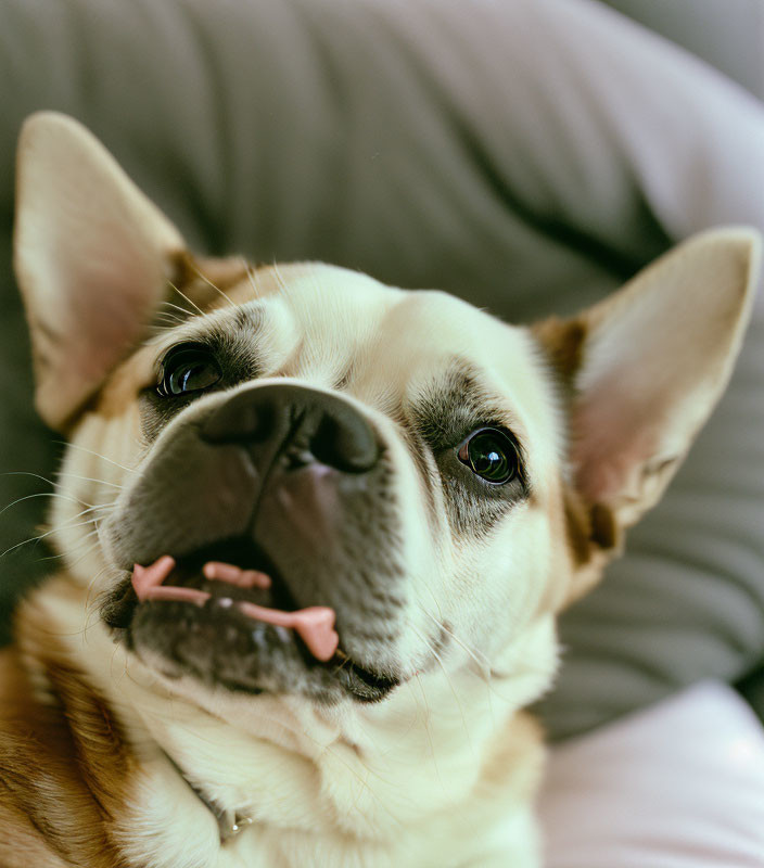 French Bulldog holding pink object on grey cushion in close-up view