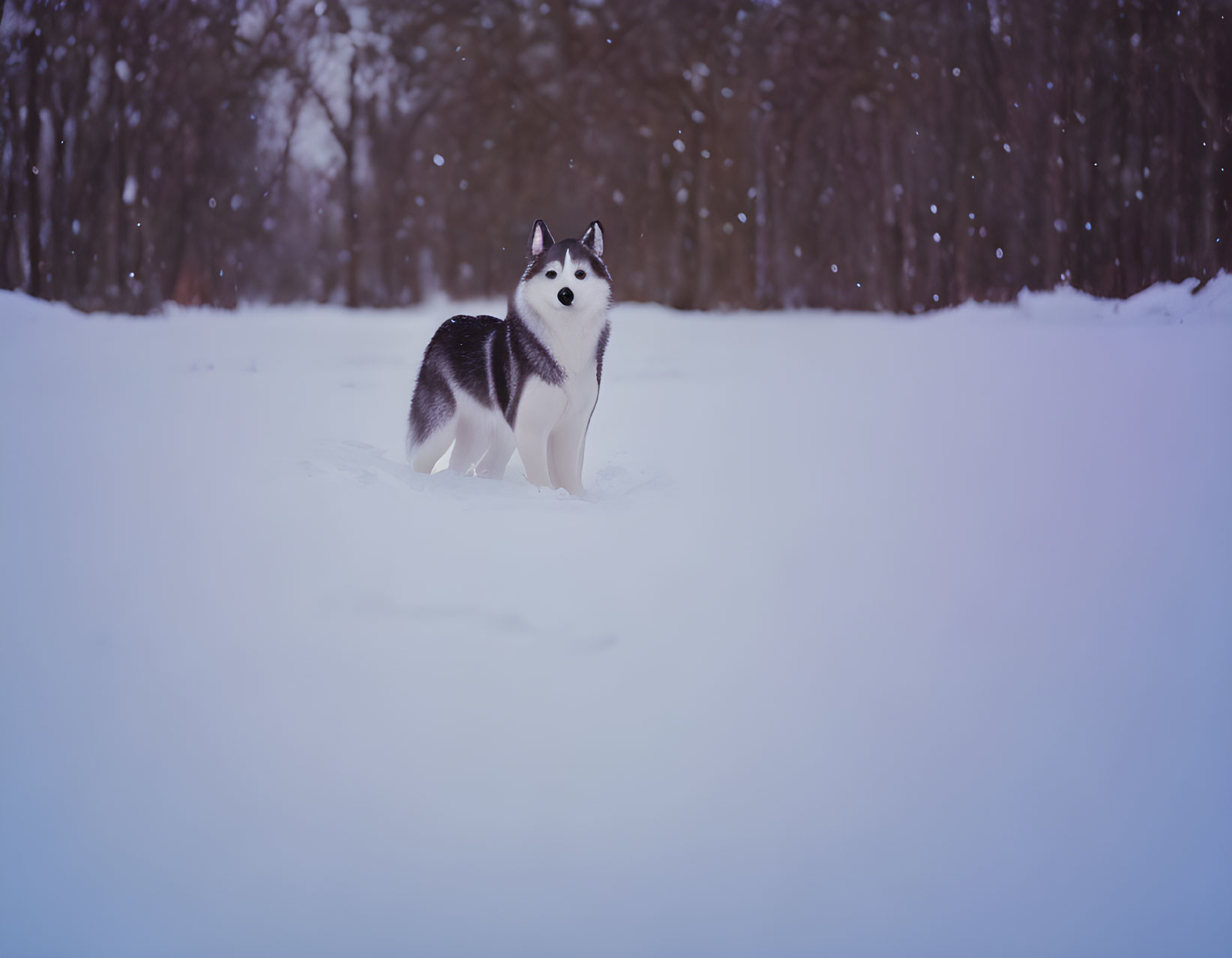 Siberian Husky in snowy landscape with bare trees and purple sky