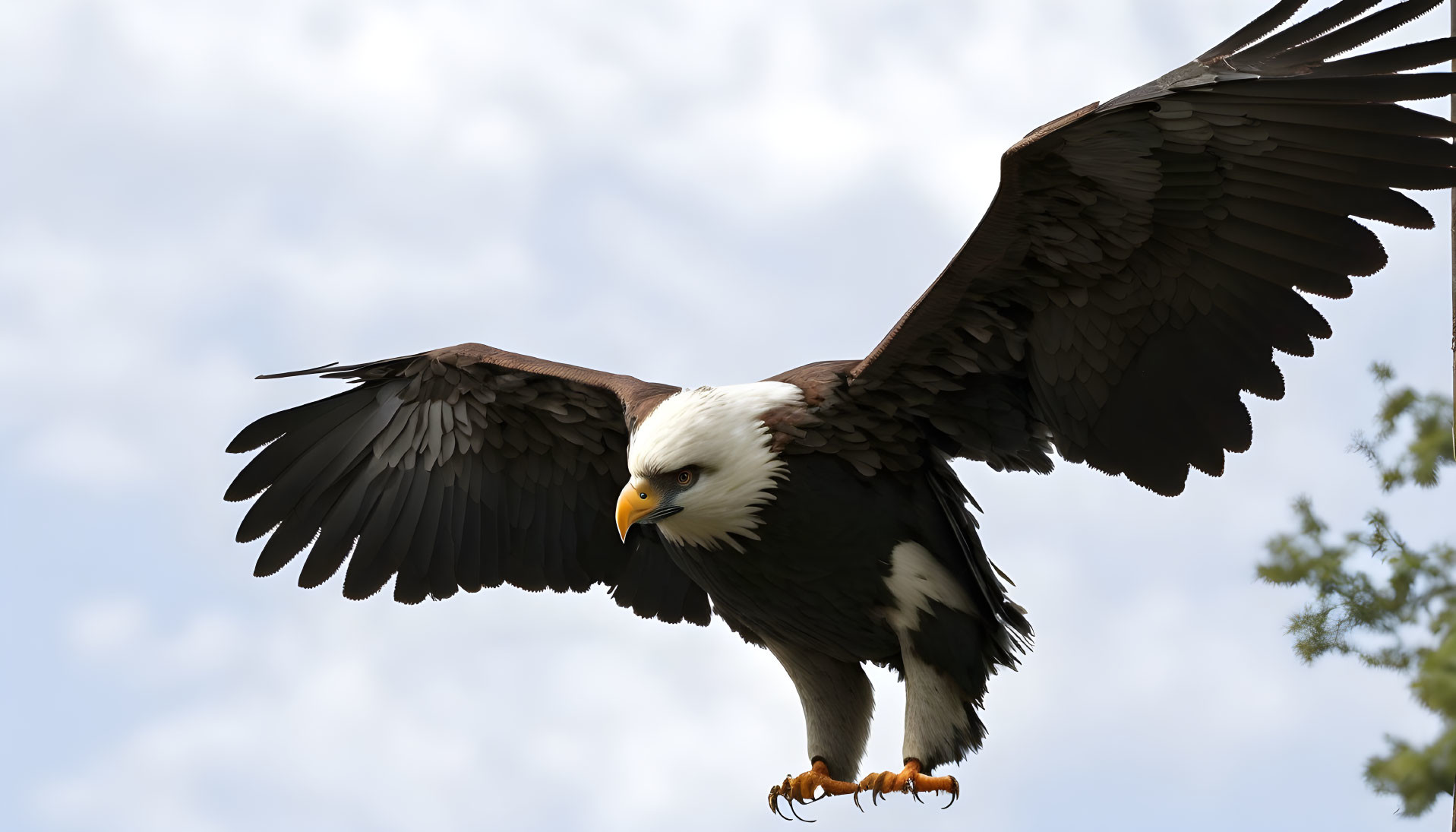 Bald eagle flying with spread wings against cloudy sky