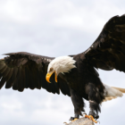 Bald eagle flying with spread wings against cloudy sky