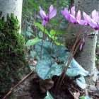 Neon-colored plant life with glowing flowers and blue leaves in forest setting