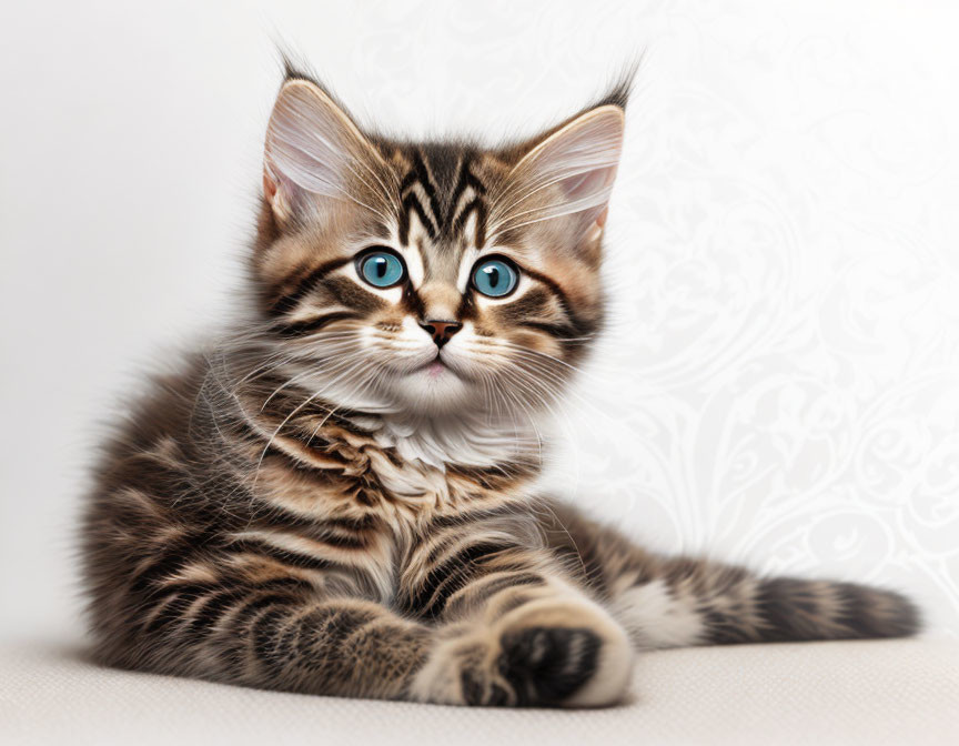 Adorable Tabby Kitten with Blue Eyes and Striped Fur on Patterned Background