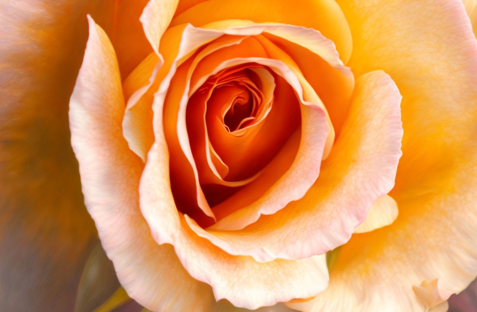 Vibrant orange rose with soft petals showcasing color gradation