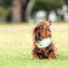 Brown Dachshund with Green Bandana Sitting on Grass with Trees Background