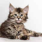 Adorable Tabby Kitten with Blue Eyes and Striped Fur on Patterned Background