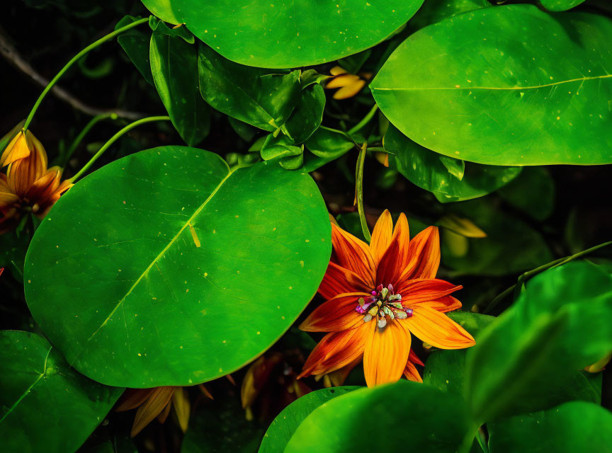 Bright Orange Flower with Bee in Green Foliage