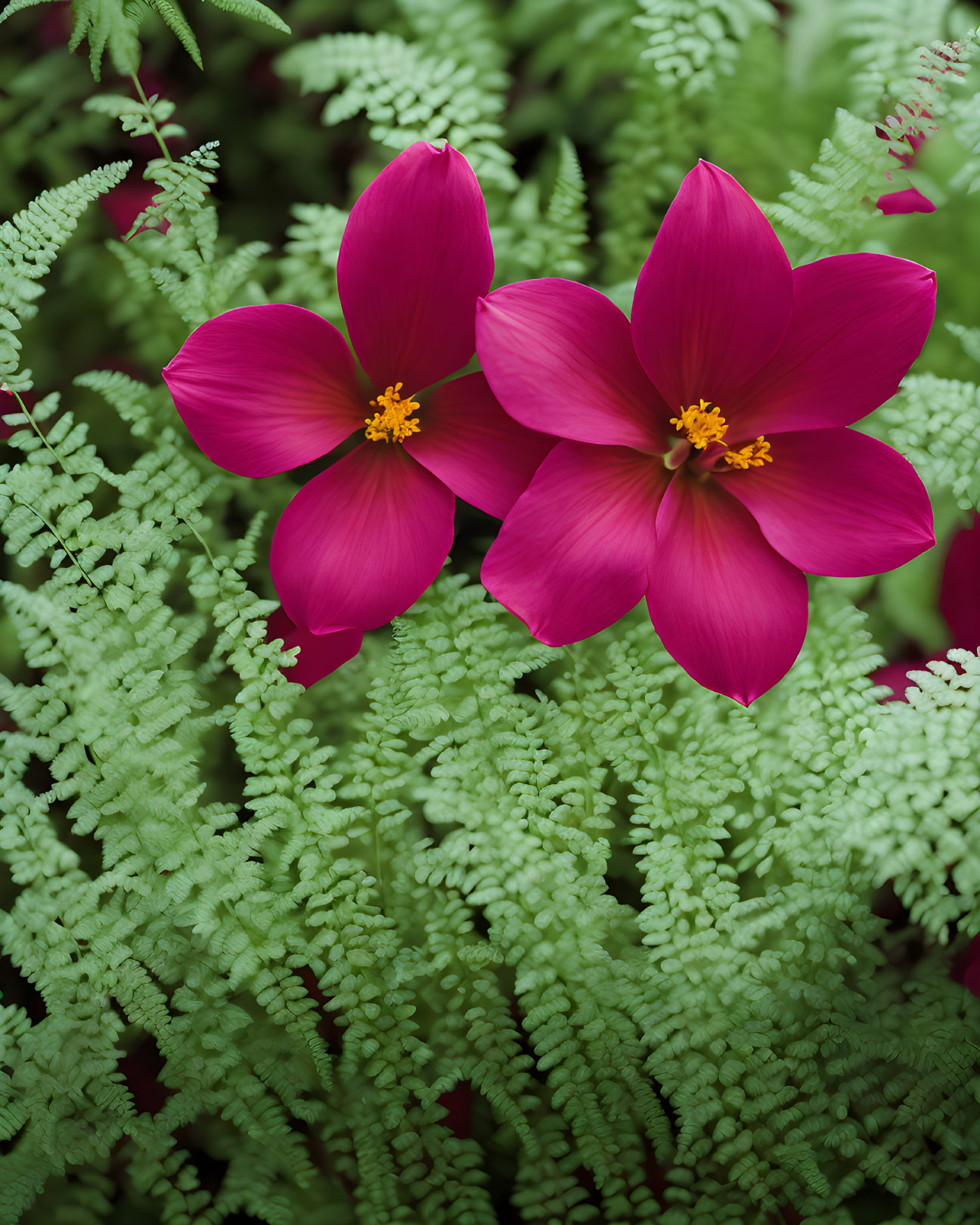 Vibrant pink flowers with yellow centers on lush green fern backdrop