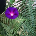 Purple Flower Among White Blooms and Ferns in Sunlit Forest