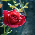 Vibrant red rose with dew drops in mystical garden