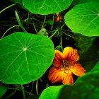 Bright Orange Flower with Bee in Green Foliage