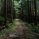 Tranquil Forest Path with Tall Trees and Sunlight Filtering Through Foliage