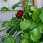 Red rose surrounded by green leaves on white wooden background with rustic window frame.