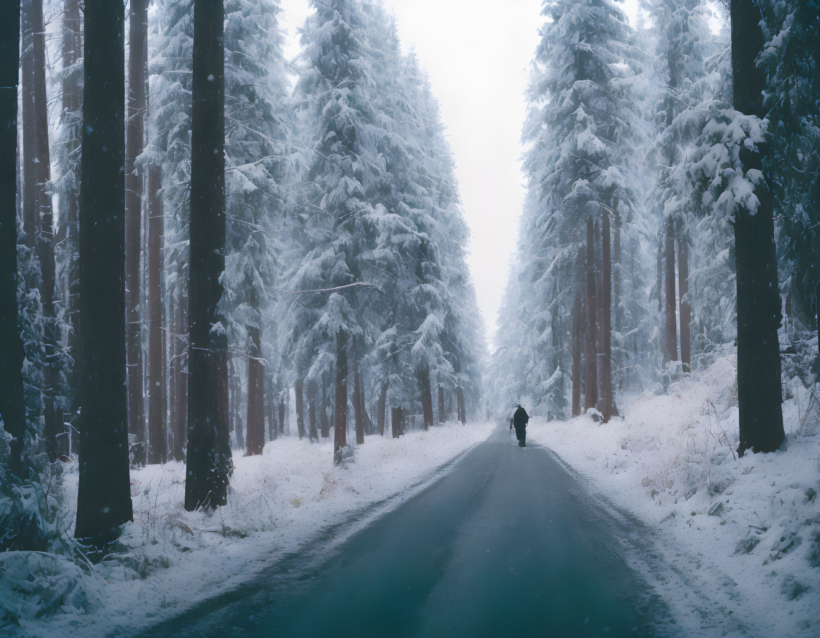 Solitary figure walking on snow-covered road with frosty pine trees under wintry sky